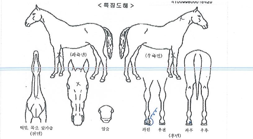 ºí·¢º§Æ®ÀÇ Ãø¸é,¿ì¸é,µÞ¸é,µÎ»ó,´Ù¸®ÀÇ Æ¯Â¡µµÇØ