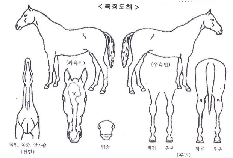 ¿ø´õÇ®¸®¾îÀÇ Ãø¸é,¿ì¸é,µÞ¸é,µÎ»ó,´Ù¸®ÀÇ Æ¯Â¡µµÇØ