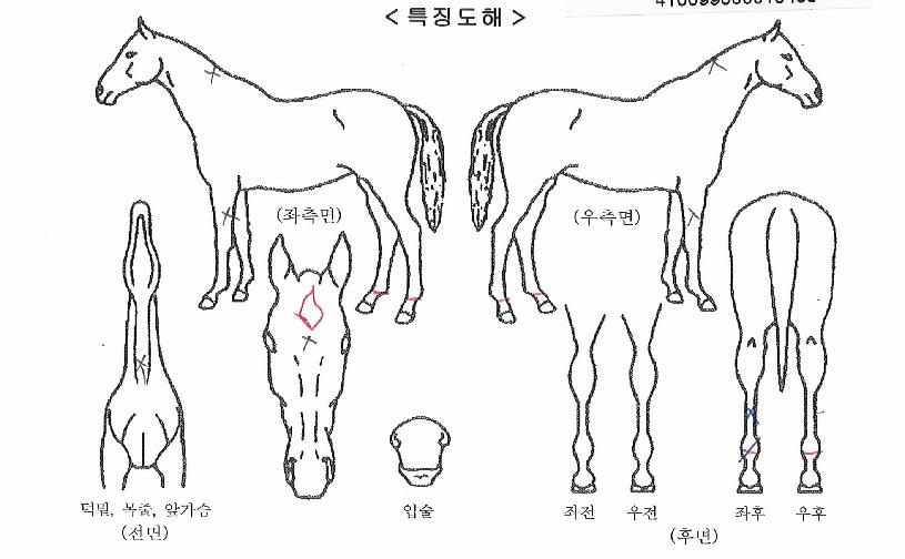 ¶ó¿Â´õžÀÇ Ãø¸é,¿ì¸é,µÞ¸é,µÎ»ó,´Ù¸®ÀÇ Æ¯Â¡µµÇØ