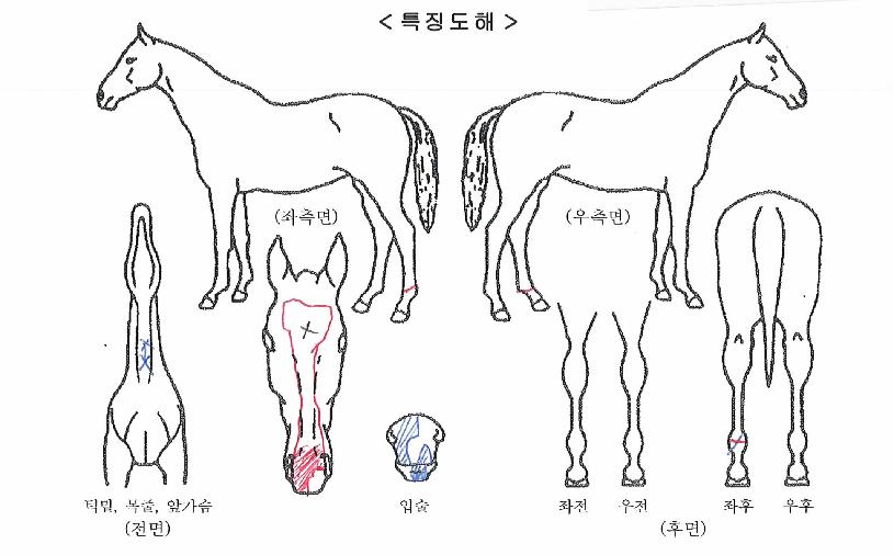 ¼¿ïµ¹Ç³ÀÇ Ãø¸é,¿ì¸é,µÞ¸é,µÎ»ó,´Ù¸®ÀÇ Æ¯Â¡µµÇØ