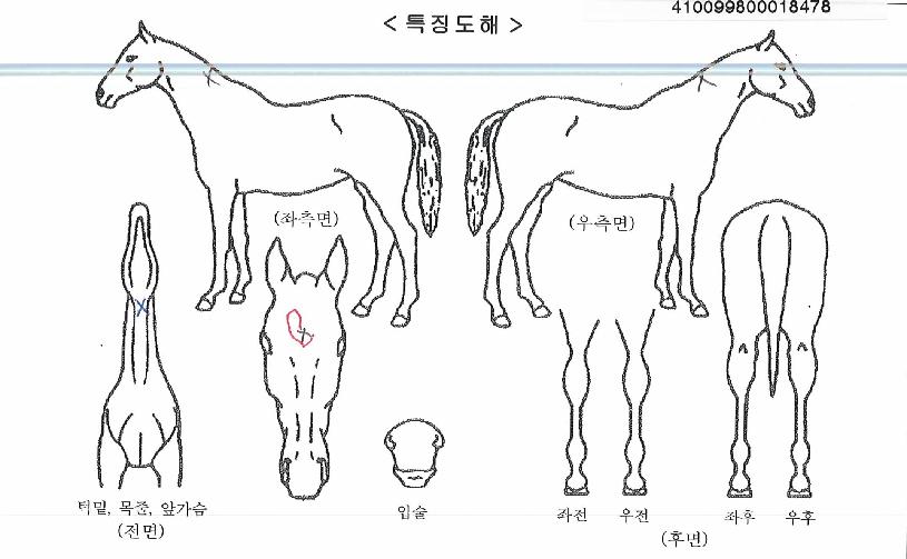 ���ο���� ����,���,�޸�,�λ�,�ٸ��� Ư¡����