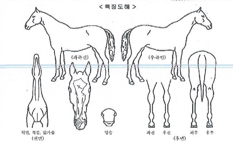 ºê¶ó¿î°ñµåÀÇ Ãø¸é,¿ì¸é,µÞ¸é,µÎ»ó,´Ù¸®ÀÇ Æ¯Â¡µµÇØ