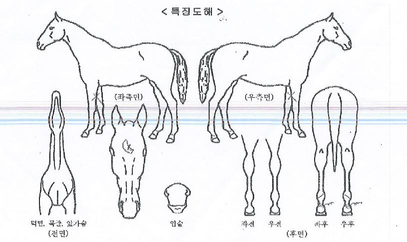 ¹«ÀÚºñÀÇ Ãø¸é,¿ì¸é,µÞ¸é,µÎ»ó,´Ù¸®ÀÇ Æ¯Â¡µµÇØ