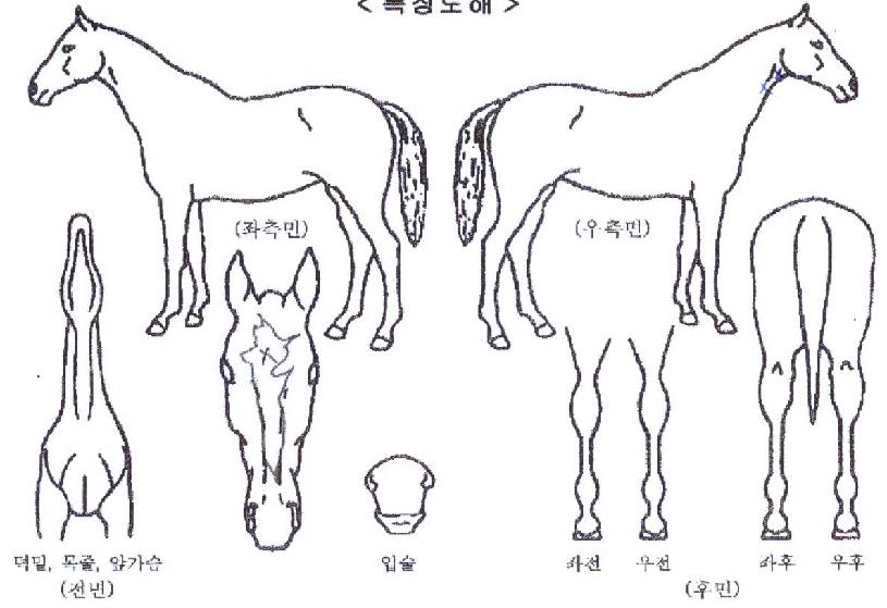 �����ǿ������� ����,���,�޸�,�λ�,�ٸ��� Ư¡����