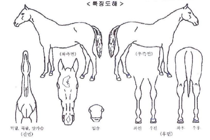 ±Ý¾Æµð½ºÆÃ¼ÇÀÇ Ãø¸é,¿ì¸é,µÞ¸é,µÎ»ó,´Ù¸®ÀÇ Æ¯Â¡µµÇØ