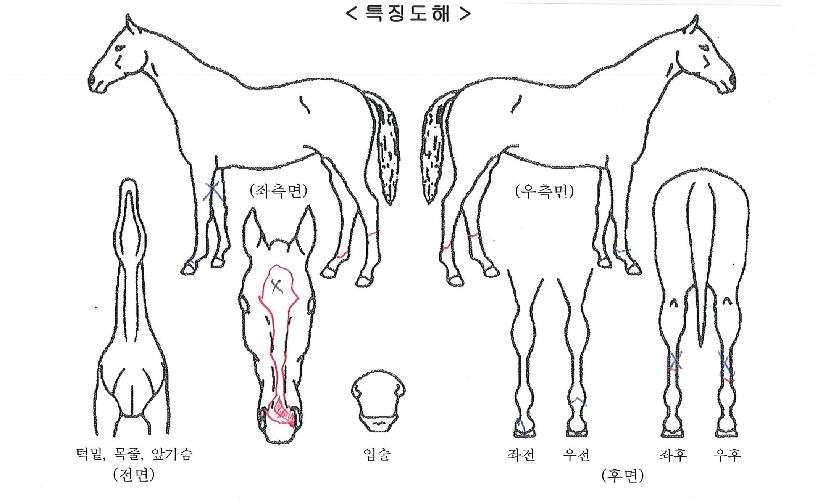 �۽�Ʈ������ ����,���,�޸�,�λ�,�ٸ��� Ư¡����