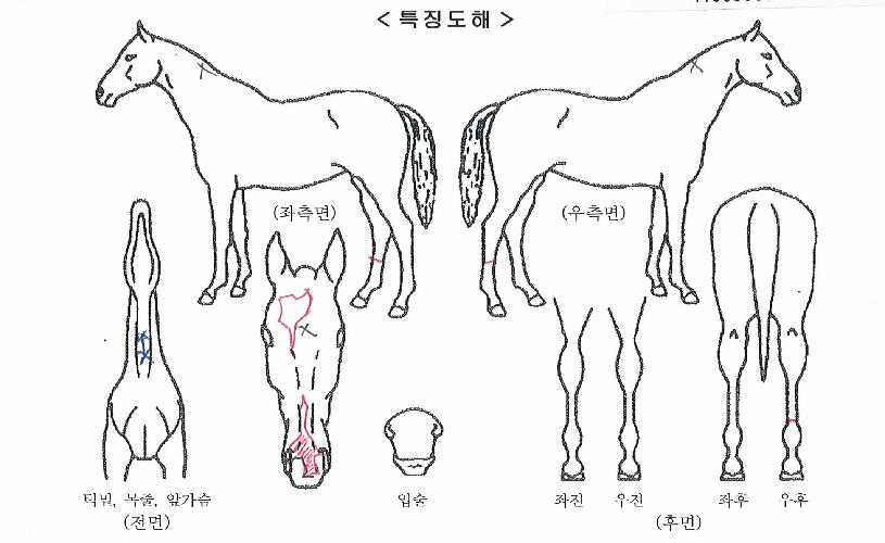 ¿ø´õÇ®µ¿ÃÌÀÇ Ãø¸é,¿ì¸é,µÞ¸é,µÎ»ó,´Ù¸®ÀÇ Æ¯Â¡µµÇØ