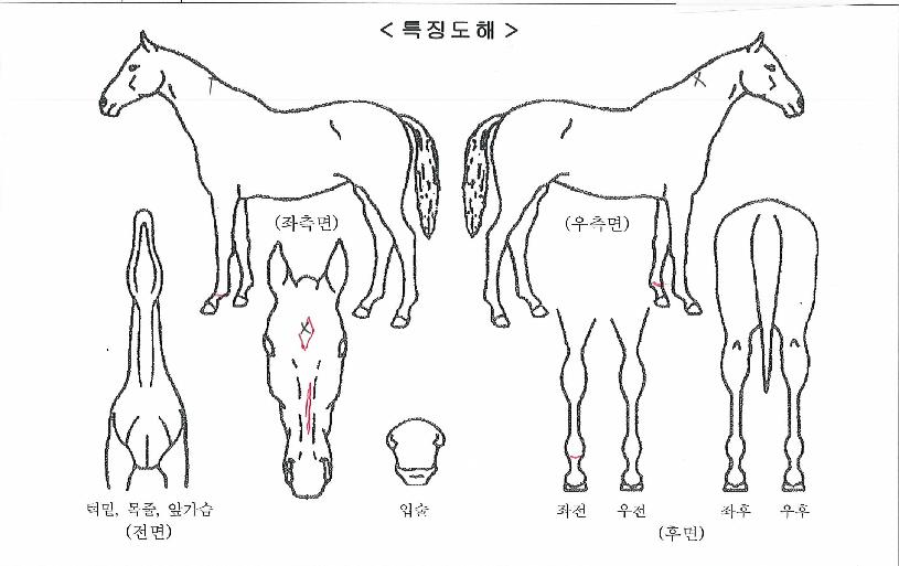 µðÀÚÀ̾îÅõ¿¢¼¿ÀÚ¸¶ÀÇ Ãø¸é,¿ì¸é,µÞ¸é,µÎ»ó,´Ù¸®ÀÇ Æ¯Â¡µµÇØ