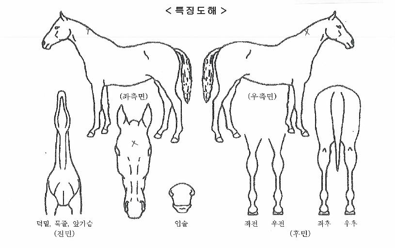 ÄýÁî·ÎµåÀÇ Ãø¸é,¿ì¸é,µÞ¸é,µÎ»ó,´Ù¸®ÀÇ Æ¯Â¡µµÇØ