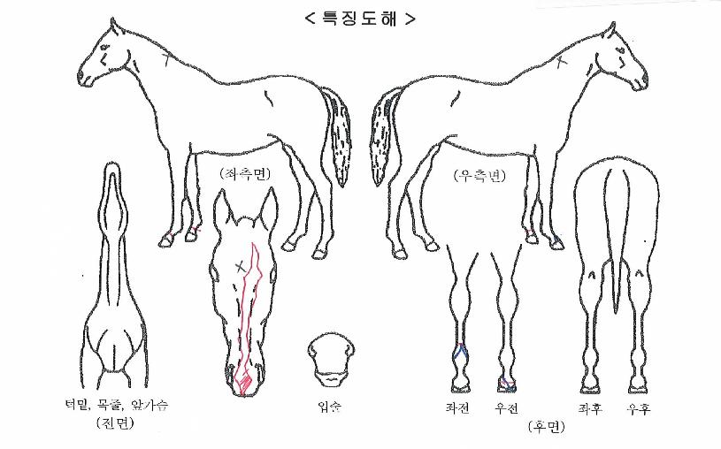 ÂüÁÁÀºÁúÁÖÀÇ Ãø¸é,¿ì¸é,µÞ¸é,µÎ»ó,´Ù¸®ÀÇ Æ¯Â¡µµÇØ