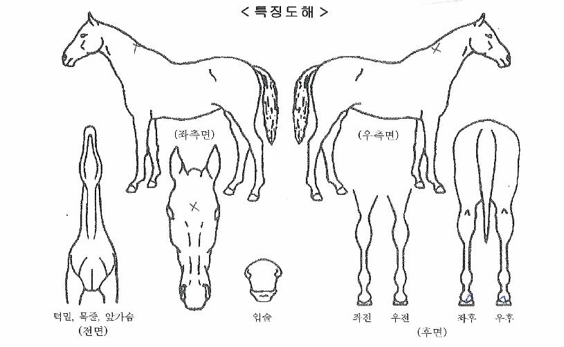 ��������� ����,���,�޸�,�λ�,�ٸ��� Ư¡����