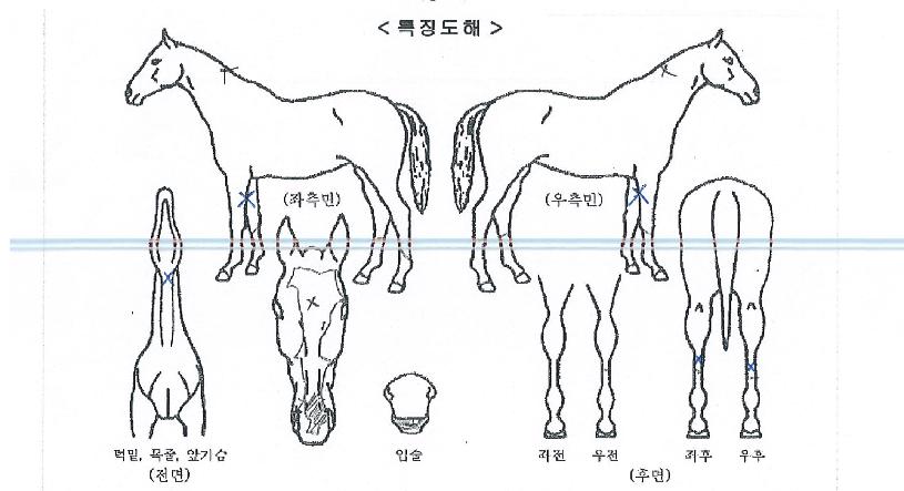 ½Ç¹ö¹®ÀÇ Ãø¸é,¿ì¸é,µÞ¸é,µÎ»ó,´Ù¸®ÀÇ Æ¯Â¡µµÇØ