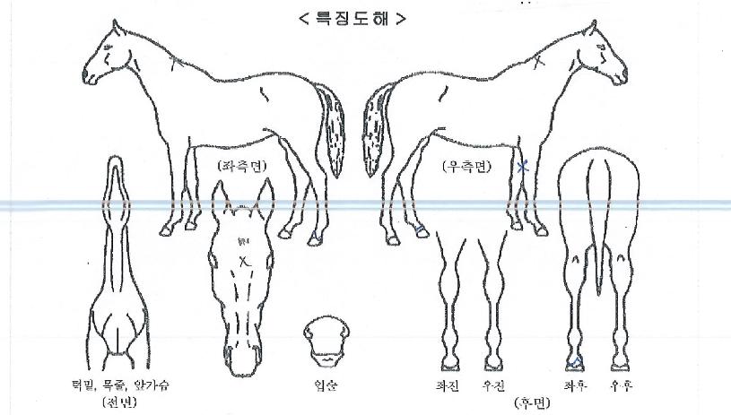 ÁúdzÇìºìÀÇ Ãø¸é,¿ì¸é,µÞ¸é,µÎ»ó,´Ù¸®ÀÇ Æ¯Â¡µµÇØ