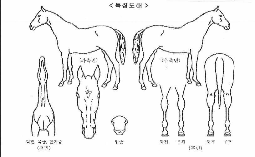 ����޸��ڸ��� ����,���,�޸�,�λ�,�ٸ��� Ư¡����