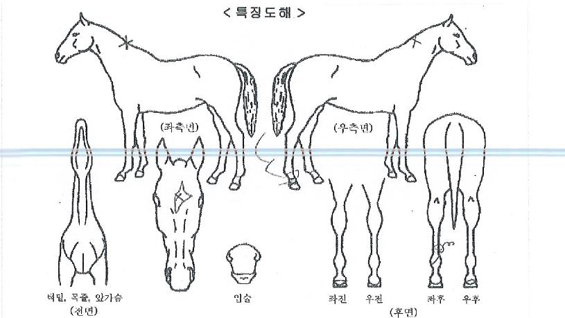 ¾È¾ç¹ø°³ÀÇ Ãø¸é,¿ì¸é,µÞ¸é,µÎ»ó,´Ù¸®ÀÇ Æ¯Â¡µµÇØ