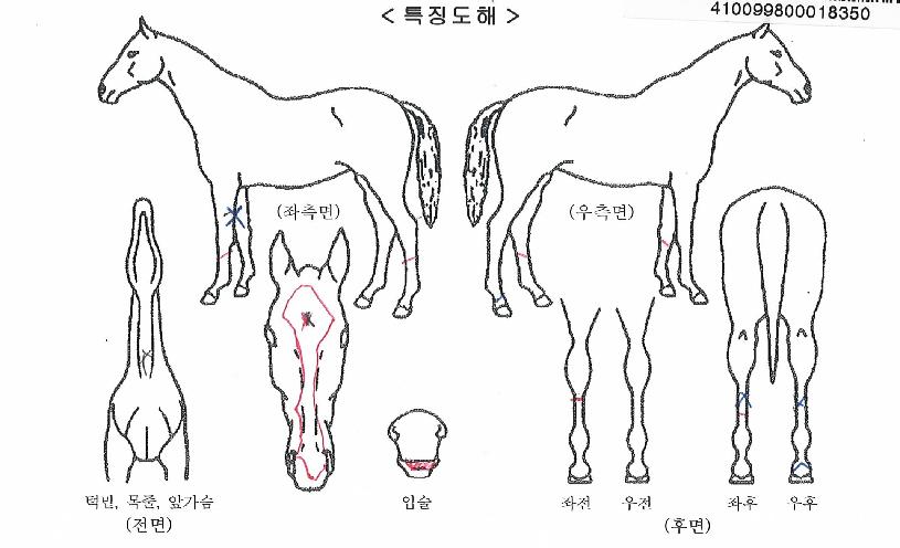 »ç·Á´ÏÆ÷¾Æ³ÊÀÇ Ãø¸é,¿ì¸é,µÞ¸é,µÎ»ó,´Ù¸®ÀÇ Æ¯Â¡µµÇØ