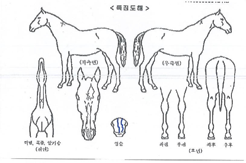 �����ϰ���� ����,���,�޸�,�λ�,�ٸ��� Ư¡����