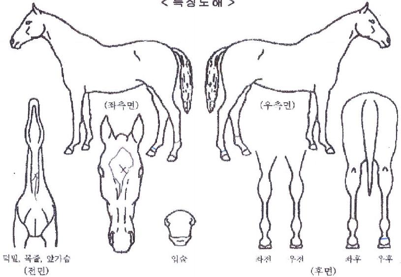 �����м��� ����,���,�޸�,�λ�,�ٸ��� Ư¡����