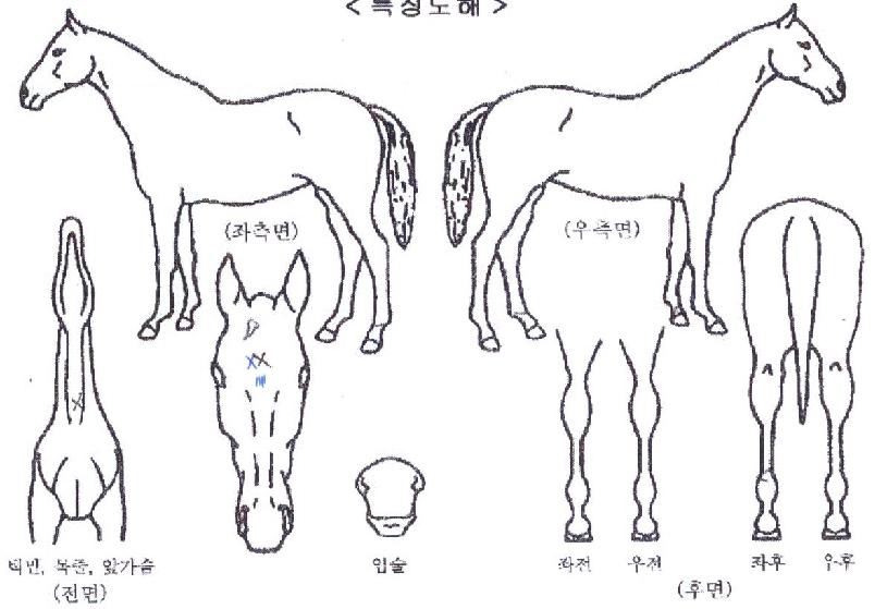 �帲���� ����,���,�޸�,�λ�,�ٸ��� Ư¡����