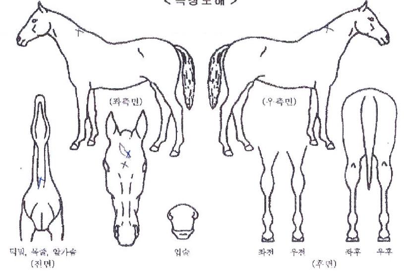 ÆÀÆÛÆåÆ®ÀÇ Ãø¸é,¿ì¸é,µÞ¸é,µÎ»ó,´Ù¸®ÀÇ Æ¯Â¡µµÇØ