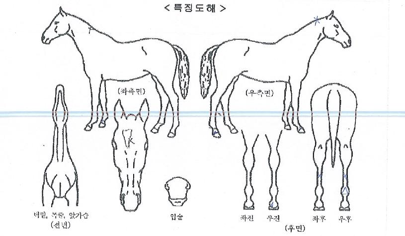 ¼¼¸í¼ÒµåÀÇ Ãø¸é,¿ì¸é,µÞ¸é,µÎ»ó,´Ù¸®ÀÇ Æ¯Â¡µµÇØ