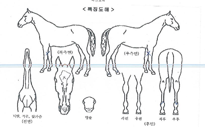 º£½ºÆ®¸¶¾ßÀÇ Ãø¸é,¿ì¸é,µÞ¸é,µÎ»ó,´Ù¸®ÀÇ Æ¯Â¡µµÇØ