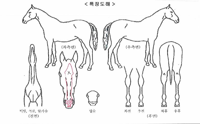 ¹ú¸¶ÀǸó½ºÅÍÀÇ Ãø¸é,¿ì¸é,µÞ¸é,µÎ»ó,´Ù¸®ÀÇ Æ¯Â¡µµÇØ