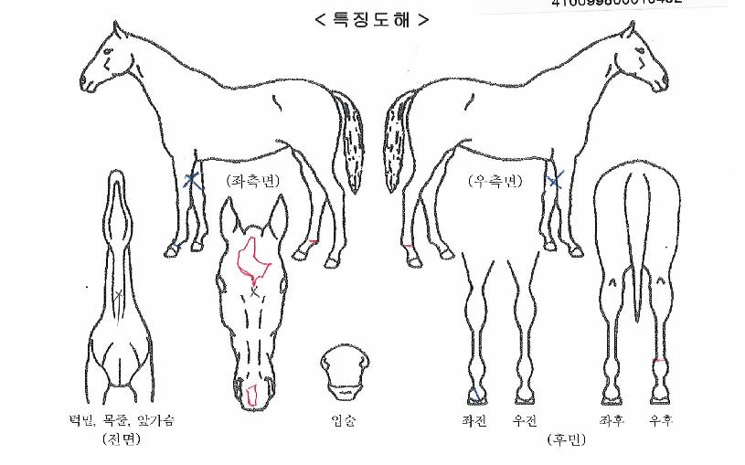 ±Ý¼¼ÀÇ Ãø¸é,¿ì¸é,µÞ¸é,µÎ»ó,´Ù¸®ÀÇ Æ¯Â¡µµÇØ