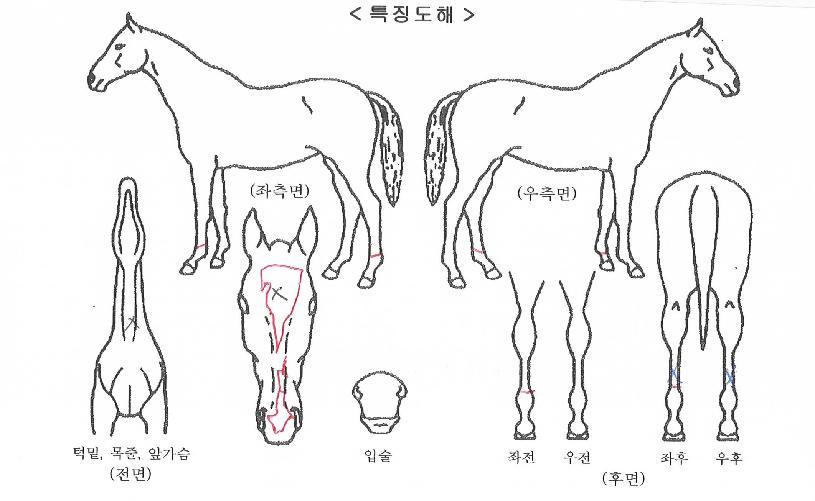 ���쿤��Ʈ�� ����,���,�޸�,�λ�,�ٸ��� Ư¡����