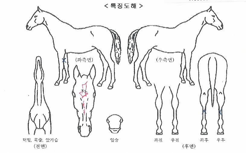 ³í½ºÅéÇ÷¹ÀÌÀÇ Ãø¸é,¿ì¸é,µÞ¸é,µÎ»ó,´Ù¸®ÀÇ Æ¯Â¡µµÇØ