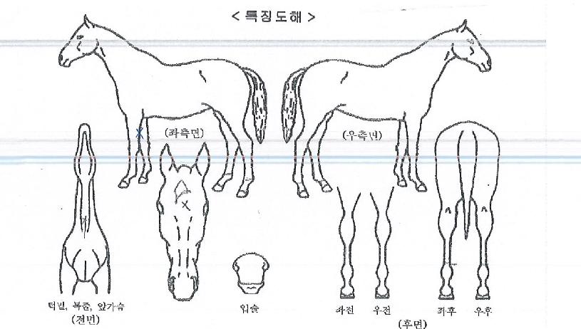 ¼±°¶·±Æ®ÀÇ Ãø¸é,¿ì¸é,µÞ¸é,µÎ»ó,´Ù¸®ÀÇ Æ¯Â¡µµÇØ