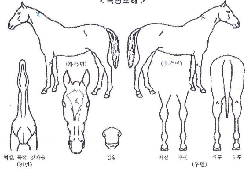 ���������� ����,���,�޸�,�λ�,�ٸ��� Ư¡����