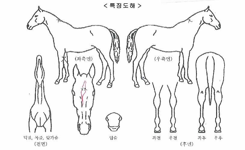 ·¹À̵ðÄÚµðÀÇ Ãø¸é,¿ì¸é,µÞ¸é,µÎ»ó,´Ù¸®ÀÇ Æ¯Â¡µµÇØ
