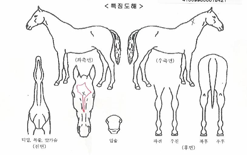 Å©·¹ÀÌÁöâÀÇ Ãø¸é,¿ì¸é,µÞ¸é,µÎ»ó,´Ù¸®ÀÇ Æ¯Â¡µµÇØ