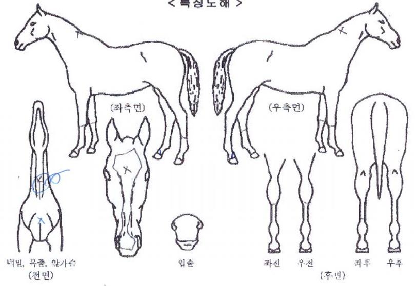 �����Ǳ۷θ��� ����,���,�޸�,�λ�,�ٸ��� Ư¡����