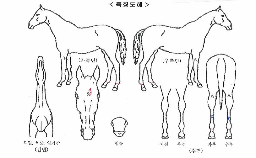 ¹Ì·¡Å¸¿öÀÇ Ãø¸é,¿ì¸é,µÞ¸é,µÎ»ó,´Ù¸®ÀÇ Æ¯Â¡µµÇØ