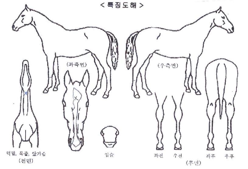 ���Ÿ�� ����,���,�޸�,�λ�,�ٸ��� Ư¡����