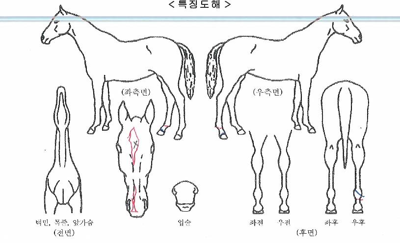 ¿ø´õǮũ¶ó¿îÀÇ Ãø¸é,¿ì¸é,µÞ¸é,µÎ»ó,´Ù¸®ÀÇ Æ¯Â¡µµÇØ