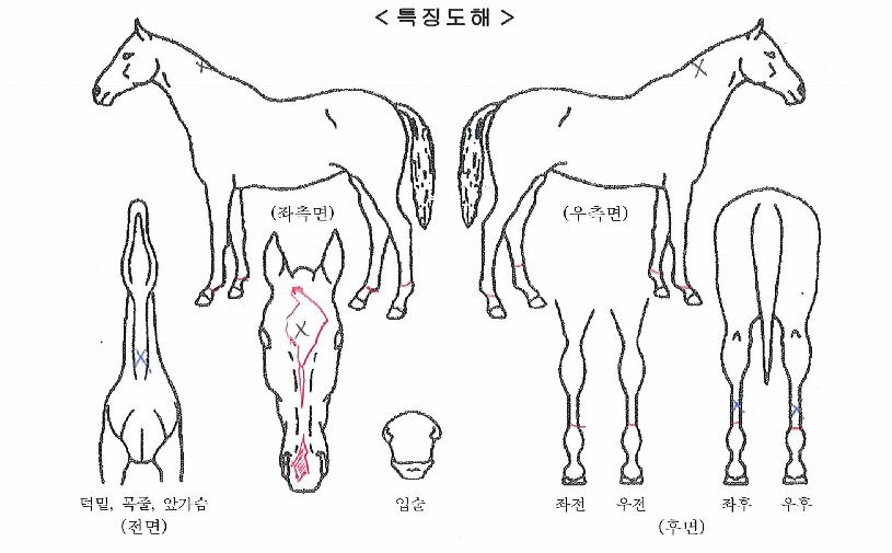 �ް��巡���� ����,���,�޸�,�λ�,�ٸ��� Ư¡����