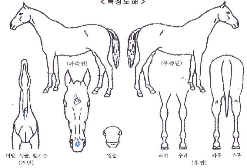 ���̷������� ����,���,�޸�,�λ�,�ٸ��� Ư¡����