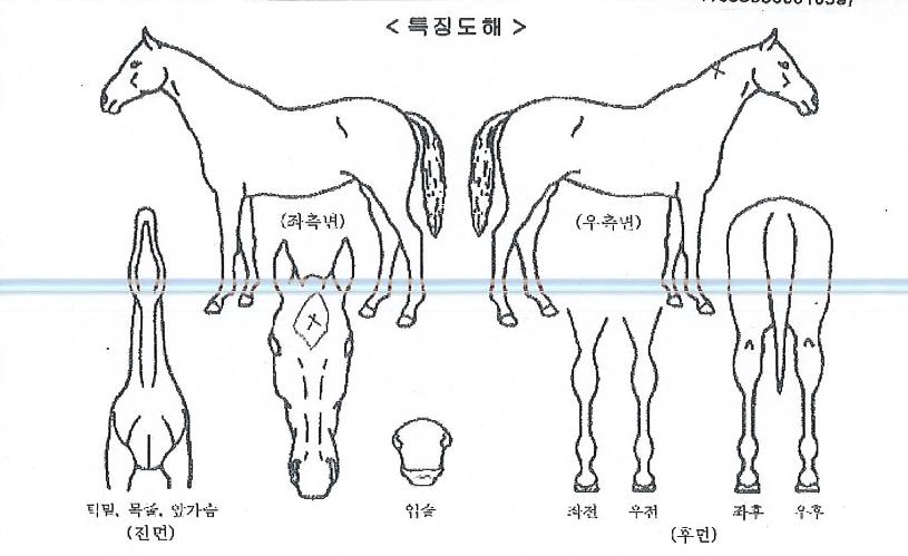 �ƽ��ʰ��� ����,���,�޸�,�λ�,�ٸ��� Ư¡����