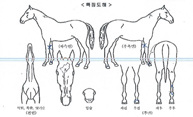 ¾ÆÀÓ´õº£½ºÆ®ÀÇ Ãø¸é,¿ì¸é,µÞ¸é,µÎ»ó,´Ù¸®ÀÇ Æ¯Â¡µµÇØ