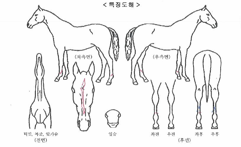 Ʈ����ź������ ����,���,�޸�,�λ�,�ٸ��� Ư¡����