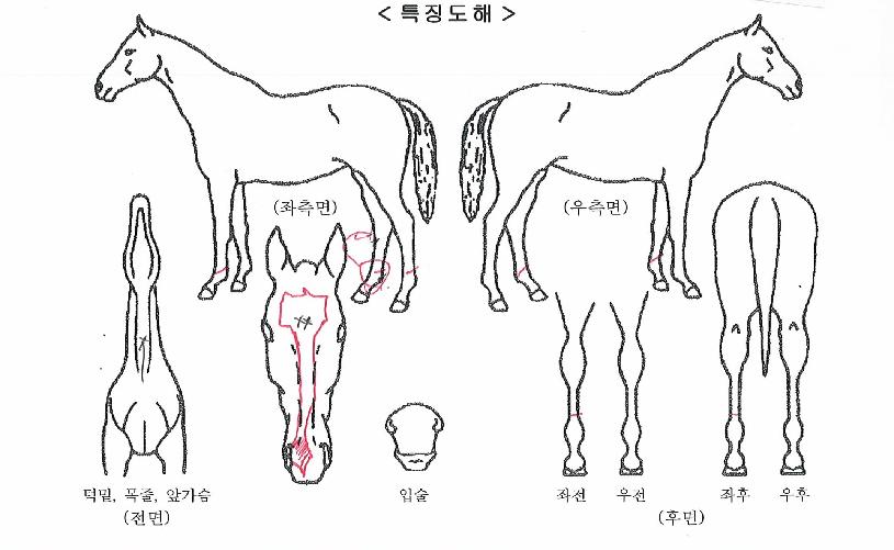 °¥»öµµÀüÀÚÀÇ Ãø¸é,¿ì¸é,µÞ¸é,µÎ»ó,´Ù¸®ÀÇ Æ¯Â¡µµÇØ