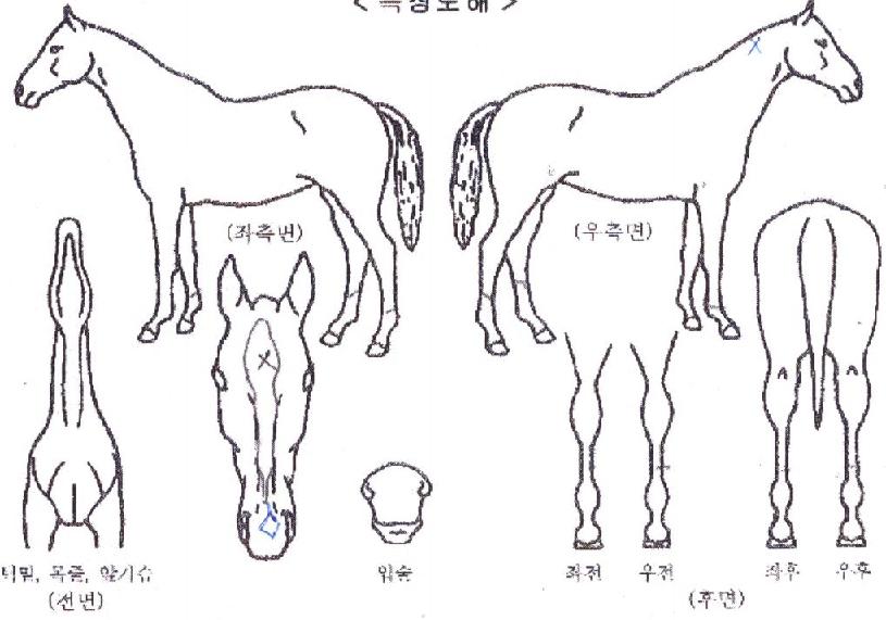 ���ַ������� ����,���,�޸�,�λ�,�ٸ��� Ư¡����