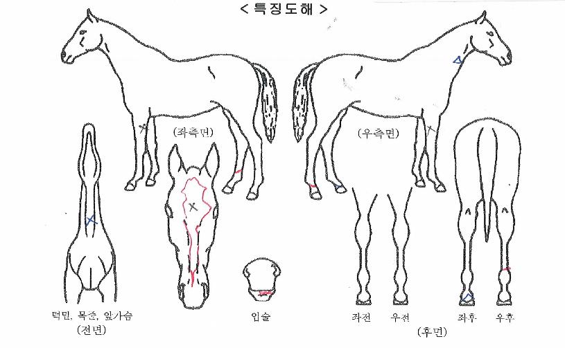 ���Ƽ���� ����,���,�޸�,�λ�,�ٸ��� Ư¡����