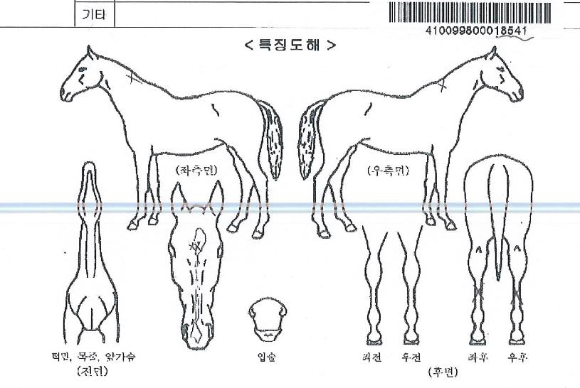 �ָ���ī���� ����,���,�޸�,�λ�,�ٸ��� Ư¡����