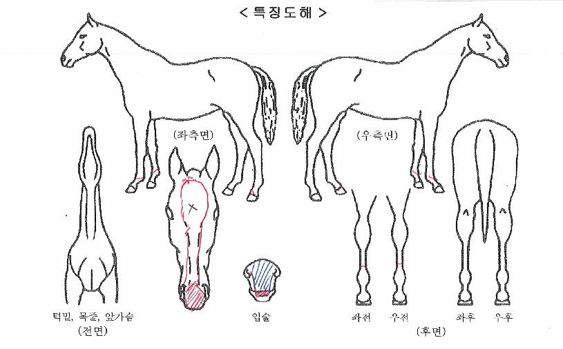 ��Ʈ�պ����� ����,���,�޸�,�λ�,�ٸ��� Ư¡����