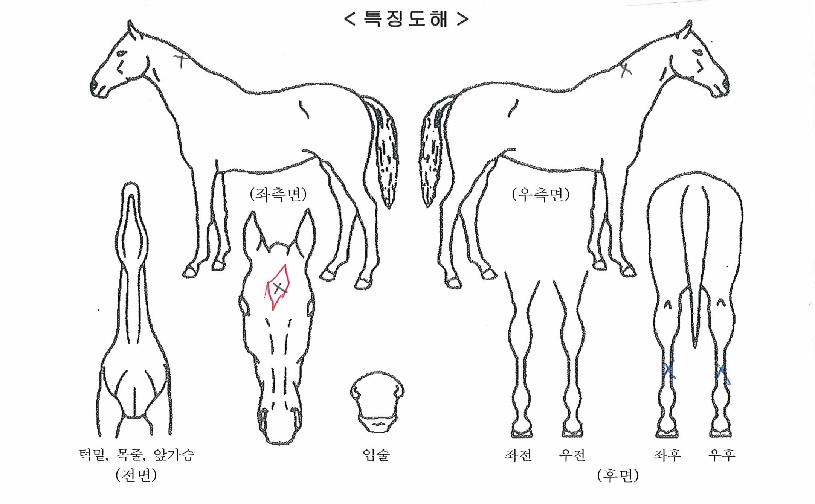 ÃְŸÀÓÀÇ Ãø¸é,¿ì¸é,µÞ¸é,µÎ»ó,´Ù¸®ÀÇ Æ¯Â¡µµÇØ