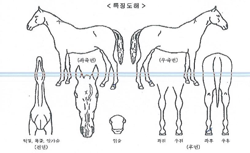 ¼ø°£ÀÇÂù½ºÀÇ Ãø¸é,¿ì¸é,µÞ¸é,µÎ»ó,´Ù¸®ÀÇ Æ¯Â¡µµÇØ